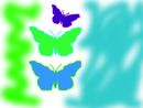 butterfly-color