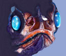 lanternfish