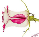 kiss kiss