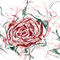 rose by sofya