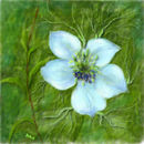 nigella-flower
