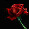 rose by sofya