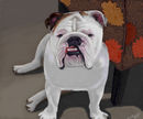 darlenes-dog darlenes-dog