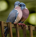 love-birds