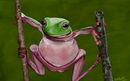 mr-frog mr-frog