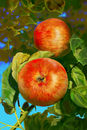 a-is-for-apple