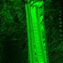 nild-1