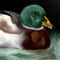 quack by artmaniac14