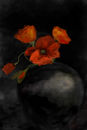orange-poppies