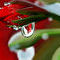 christmas-rose by kutedymples
