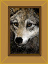 canis-lupus canis-lupus