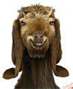 silly-looking-characte