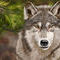 winter-wolf by kutedymples
