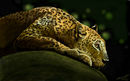 sneaking-up sneaking-up