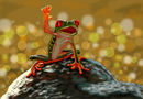 hello-mr-froggie hello-mr-froggie