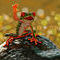 hello-mr-froggie by kutedymples