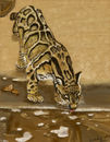 thirsty-cat
