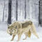winter-wolf by EH