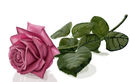 pink-long-stemmed-rose