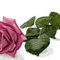 pink-long-stemmed-rose by kutedymples