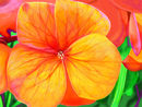 floral-array