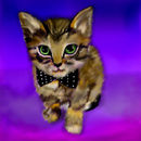 classy-kitten