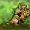 baby-fox-hug by mudpuddle