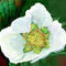 strawberry-blossom by betty