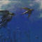 peregrine-chasing-dove by viridian