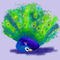 peacock by snee