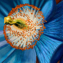 blue-macro