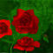 red-roses by sketchpad