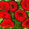 a-lot-of-poppies by ploiesteana