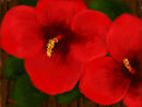 two-red-flowers