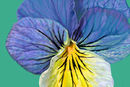 pansy