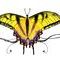 kats-buterfly by needles