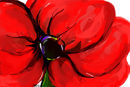 another-big-poppy
