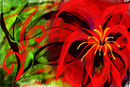 play-with-the-red-and-