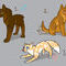 coydog-adoptable-now-c by blackblaze