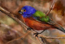 a-little-bird