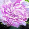 peony by betty