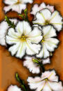 white-flowers