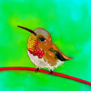 humming-bird