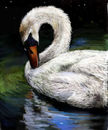 swan