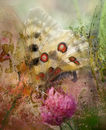 white-butterfly