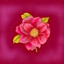 camelia