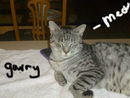 garry-my-cat garry-my-cat