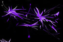 untitled-1 untitled-1