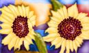 sunny-flowers sunny-flowers