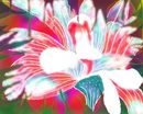 wild-flower wild-flower